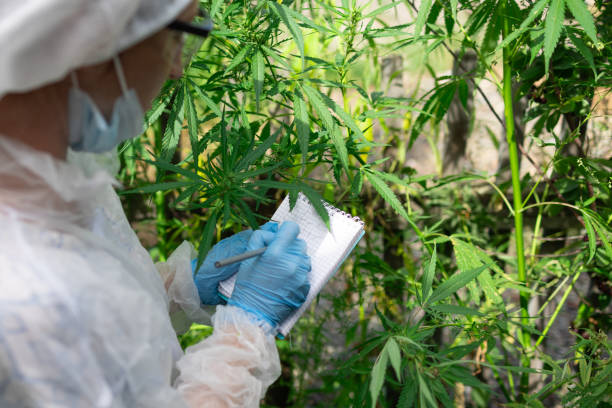 istock A researcher is analyzing cannabis plant growth in a controlled environment for data 2173078670