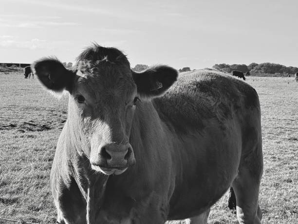 istock A dairy cow looking at the camera 2173078673