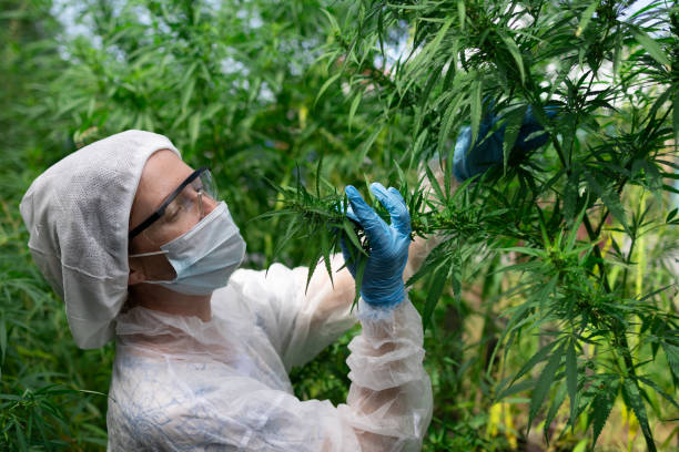 istock Wearing protective gear while cultivating cannabis ensures safety and quality in the process 2173078704