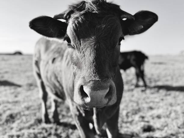 istock A dairy cow looking at the camera 2173079023