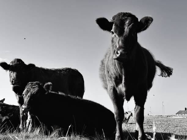 istock Dairy cows grazing in a field 2173079254
