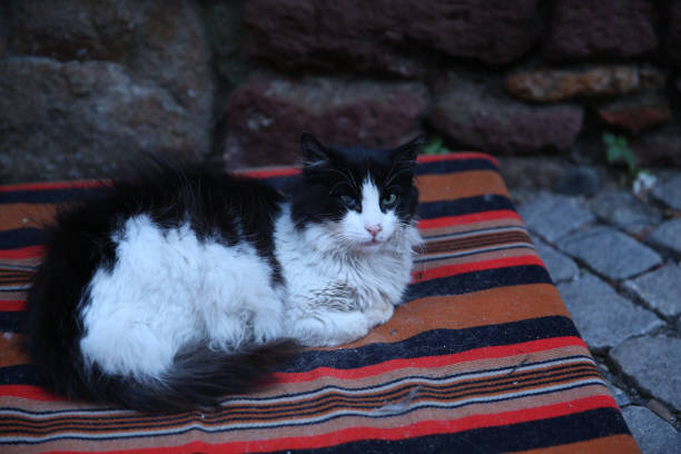 Traditional best photo from Turkey