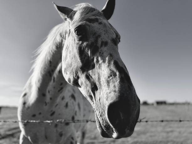 Beautiful shot into the stare of a Montana horse