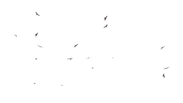 istock A flock of birds in flight isolated on a white background 2173079916