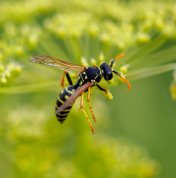 istock Wasp on a yellow flower. Macro 2173079922