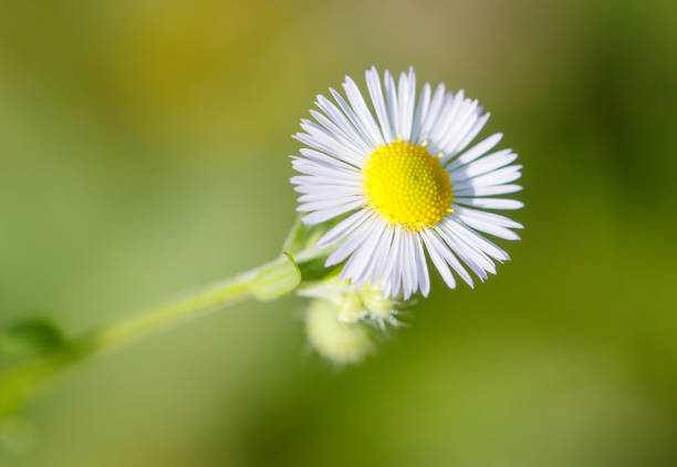 White chamomile flower in nature. Close-up.