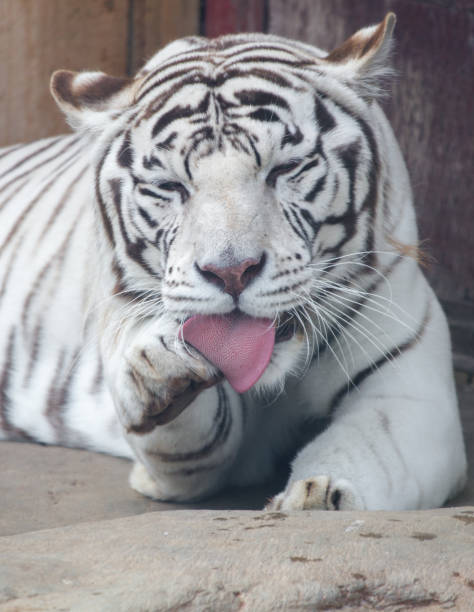 istock An albino tiger licks its paw 2173080345