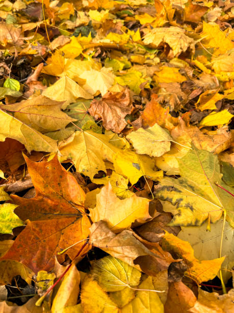 istock Maple leaves on the ground in autumn 2173080588