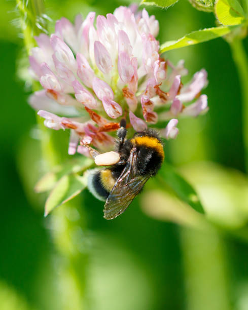 istock Bee on a pink clover flower. Macro 2173080632