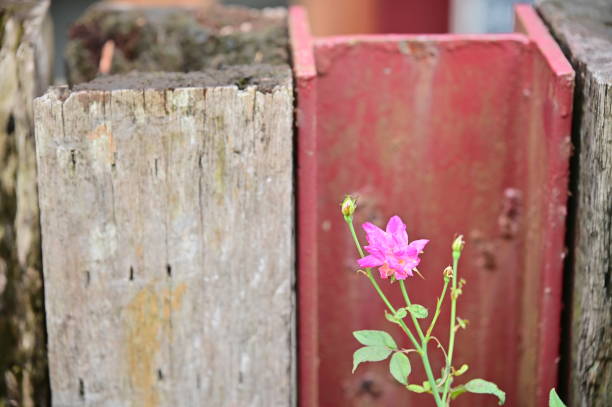 beautiful pink vibrant flowers in the summer sun
