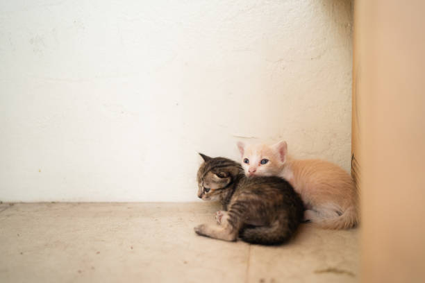 Newborn kitty at corner of the room