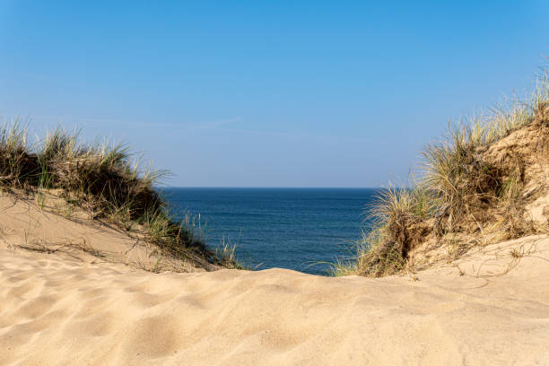 Dunes at the beach with Beachgrass during a beautiful summer day at the North Sea coast in Holland.