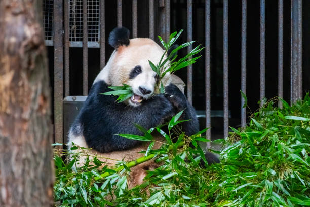 A giant panda happily munches on bamboo leaves while sitting comfortably in its zoo enclosure. Surrounded by greenery, the pandas serene expression and natural behavior highlight the charm and peaceful nature of this endangered species.