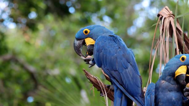 istock Hyacinth Macaw Eating in a Tree 2173085867