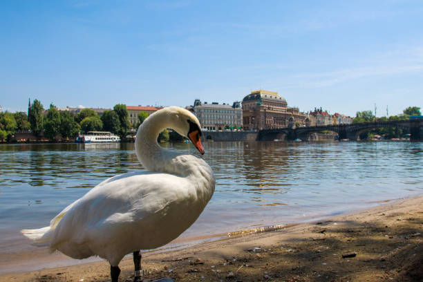 istock Swan on Vltava island, Prague 2173086238