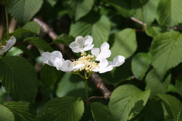 istock White flowers and leaves 2173086343