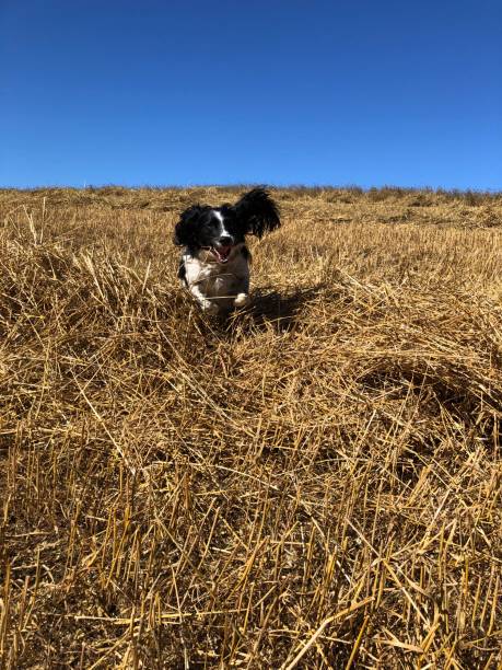 istock Springer Spaniel in a field at harvest time 2173086683