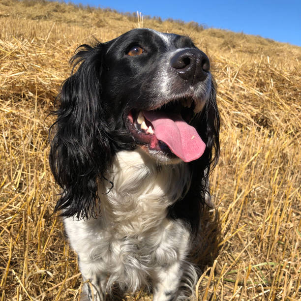 istock Springer Spaniel in a field at harvest time 2173086705