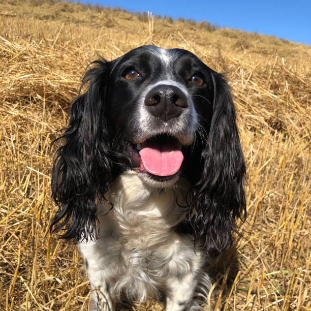 istock Springer Spaniel in a field at harvest time 2173086714