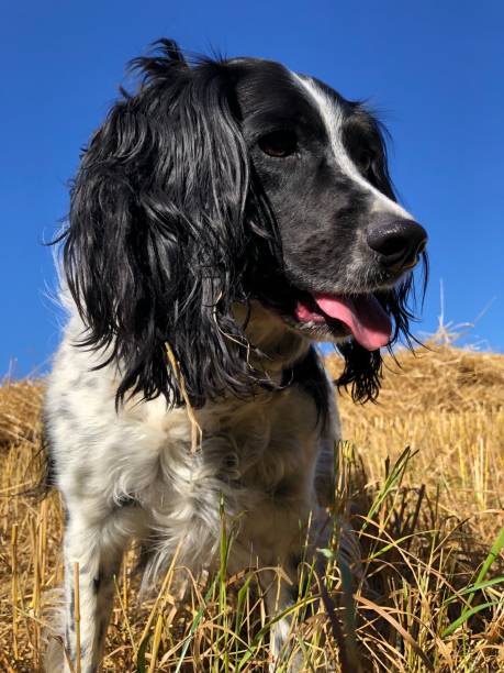 istock Springer Spaniel in a field at harvest time 2173086728