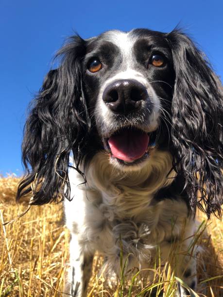 istock Springer Spaniel in a field at harvest time 2173086731