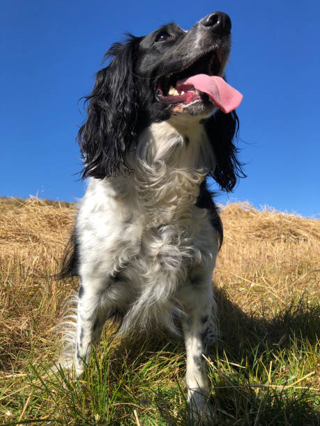 istock Springer Spaniel in a field at harvest time 2173086744
