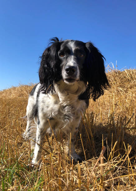 istock Springer Spaniel in a field at harvest time 2173086757