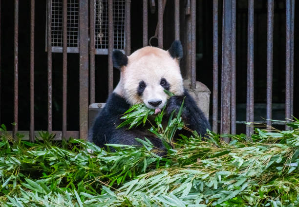 A giant panda peacefully chews on bamboo, surrounded by a lush pile of bamboo leaves in its enclosure. The pandas focused expression reflects its love for this staple food, while the natural setting highlights its calm and serene nature.