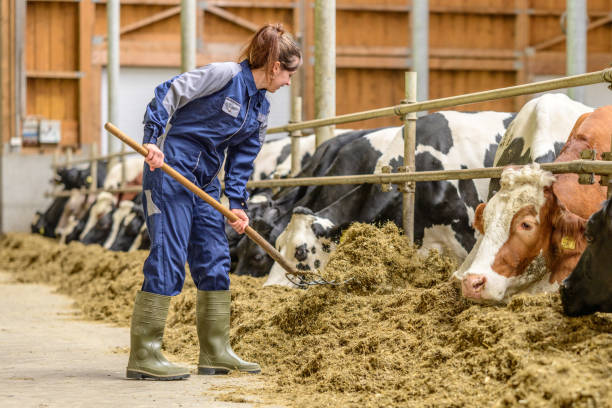 istock Woman Farmer Feeding Cows in a Dairy Barn 2173087039