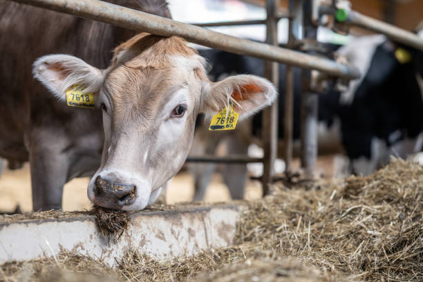 A brown cow with a yellow ear tag eats hay in a barn, showcasing its gentle expression and the agricultural setting.