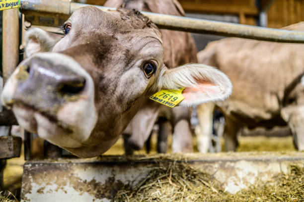A close-up of a curious cow with a yellow ear tag, leaning out over a feed trough inside a barn, capturing the animal’s inquisitive nature.