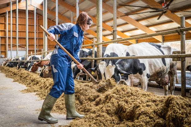 istock Female Farmer Feeding Dairy Cows in Barn 2173087163