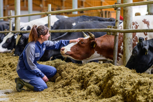 istock Smiling Farmer Bonding with Cow in Barn 2173087170