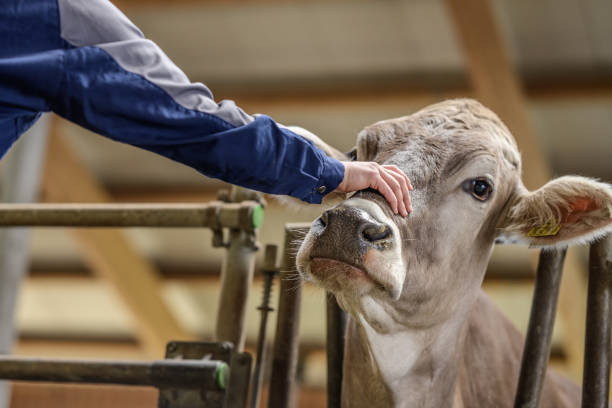istock Farmer Gently Patting Cow in Barn 2173087178