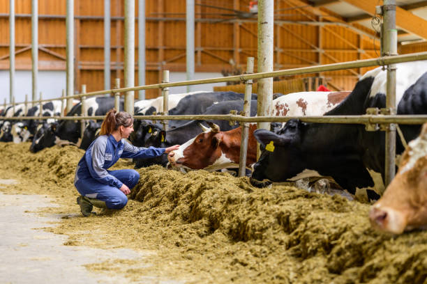 istock Farmer Petting Cows in Dairy Barn 2173087180