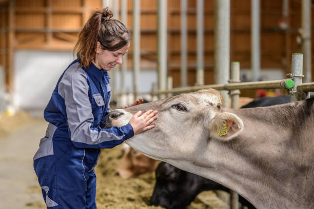 istock Joyful Interaction Between Female Farm Worker and Cow 2173087193