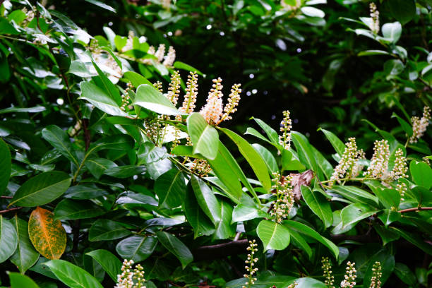 Close up of laurel flowers