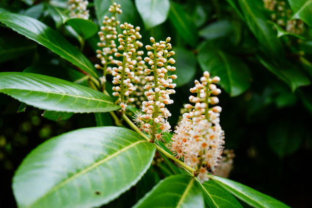 Close up of laurel flowers