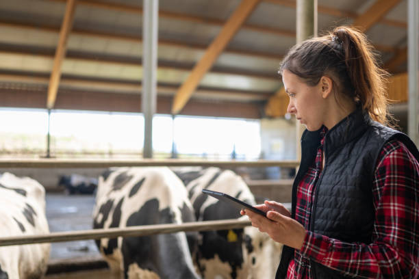 istock Farm Worker Monitoring Dairy Cows with Digital Tablet 2173087650
