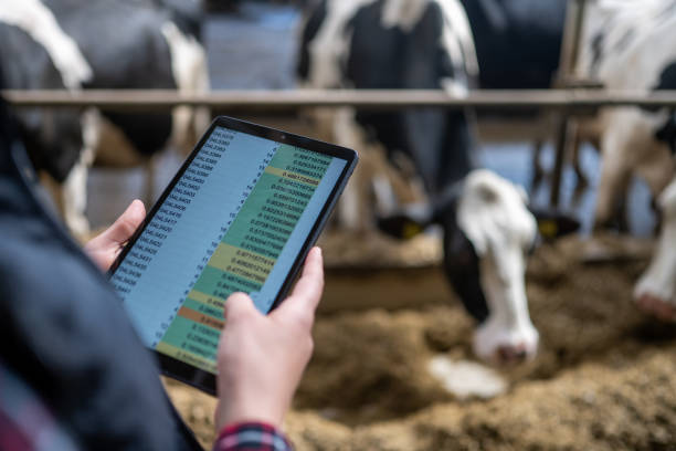 máy tính bảng hiển thị dữ liệu chăn nuôi trong chuồng bò sữa - surveys and calculations in livestock\ hình ảnh sẵn có, bức ảnh & hình ảnh trả phí bản quyền một lần
