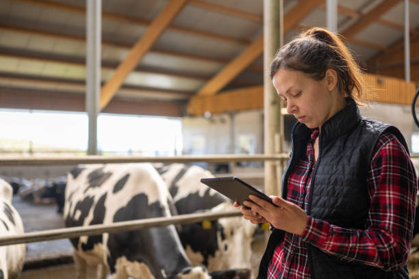 istock Farm Worker Using Tablet for Livestock Monitoring 2173087662