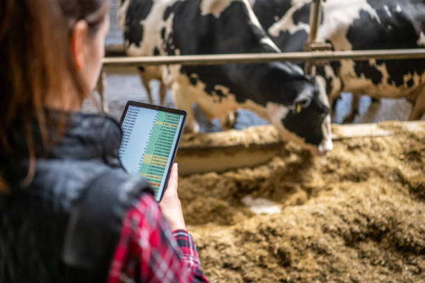 istock Farm Worker Using a Tablet to Monitor Cattle Data 2173087700