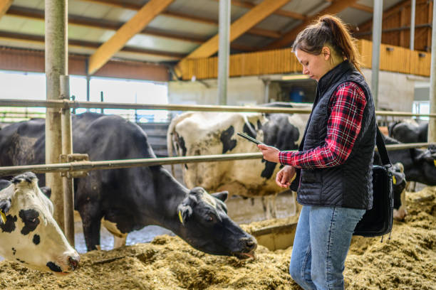 istock Side view of a Young woman Inspecting Data on a Tablet in Cattle Barn 2173087701