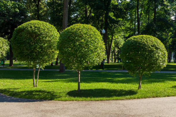 Round shaped trees in a park or city garden on a sunny summer day. Topiary art