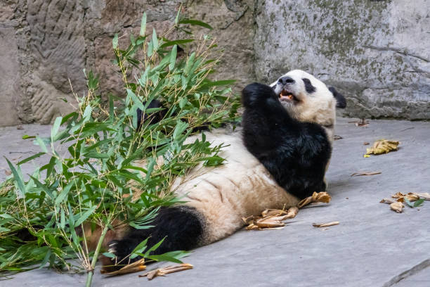 A playful giant panda lies on its back, enjoying a relaxed moment while munching on bamboo in its enclosure. The pandas carefree posture and content expression create a delightful and heartwarming scene.