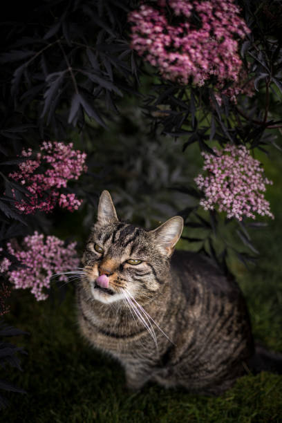 European shorthair tabby cat sits attentively and curiously by a black flowering elderberry bush