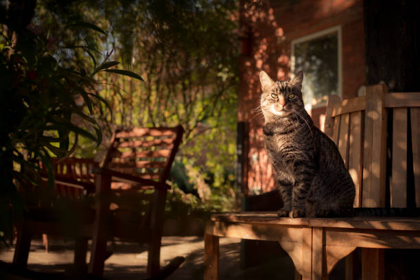 istock Cat sitting on a bench with an attentive and curious expression 2173090544