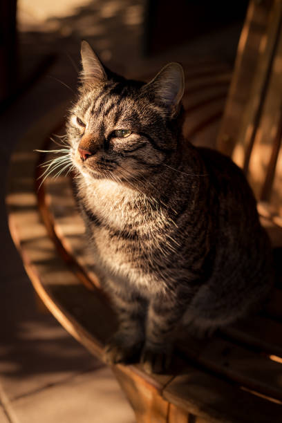 European shorthair cat sitting on a bench enjoying the sun with a relaxed expression. Outside in the garden. Summer day mood.