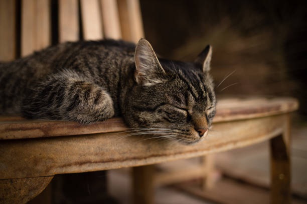 Gray-brown tabby shorthair cat is sleeping.