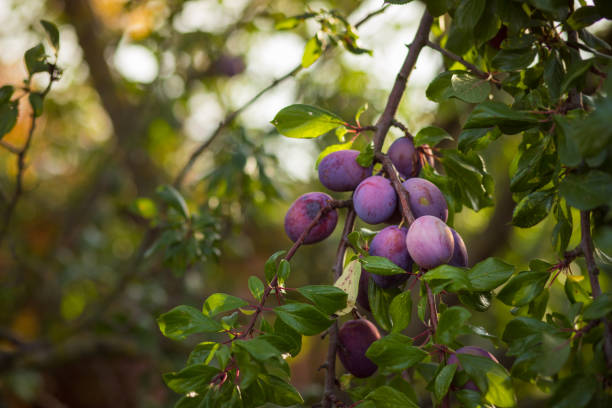 Branches with juicy fruits. Plum tree in an orchard
